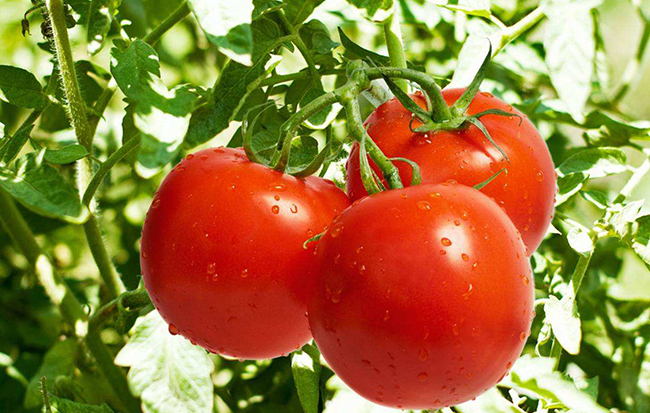 抗癌食物-西红柿