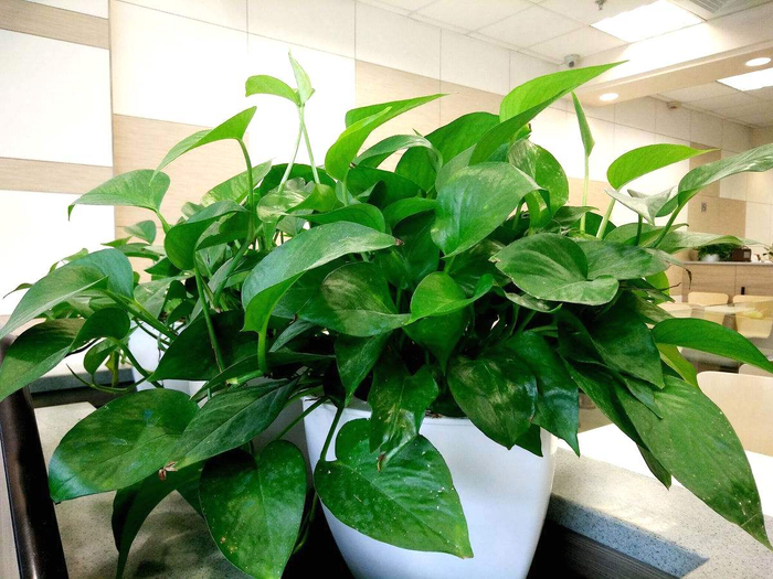 绿萝除甲醛有效果吗？深圳高温天绿萝会中毒吗？